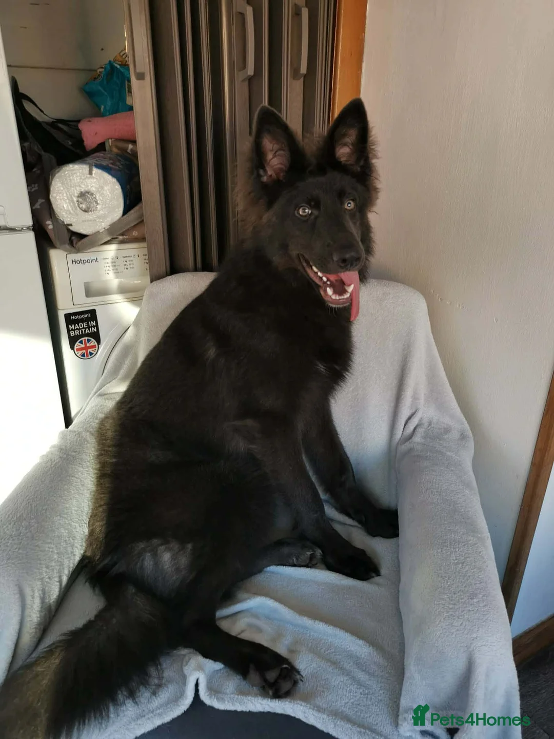 German Shepherd dogs for stud: Solid blue german shepherd for stud in Stevenston - Advert 1