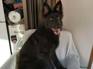 German Shepherd dogs Solid blue german shepherd for stud in Stevenston - Advert 10