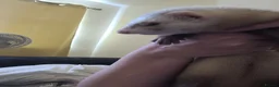 Ferret rodents for sale: Sandy ferrets (must go in pairs) - Advert 2