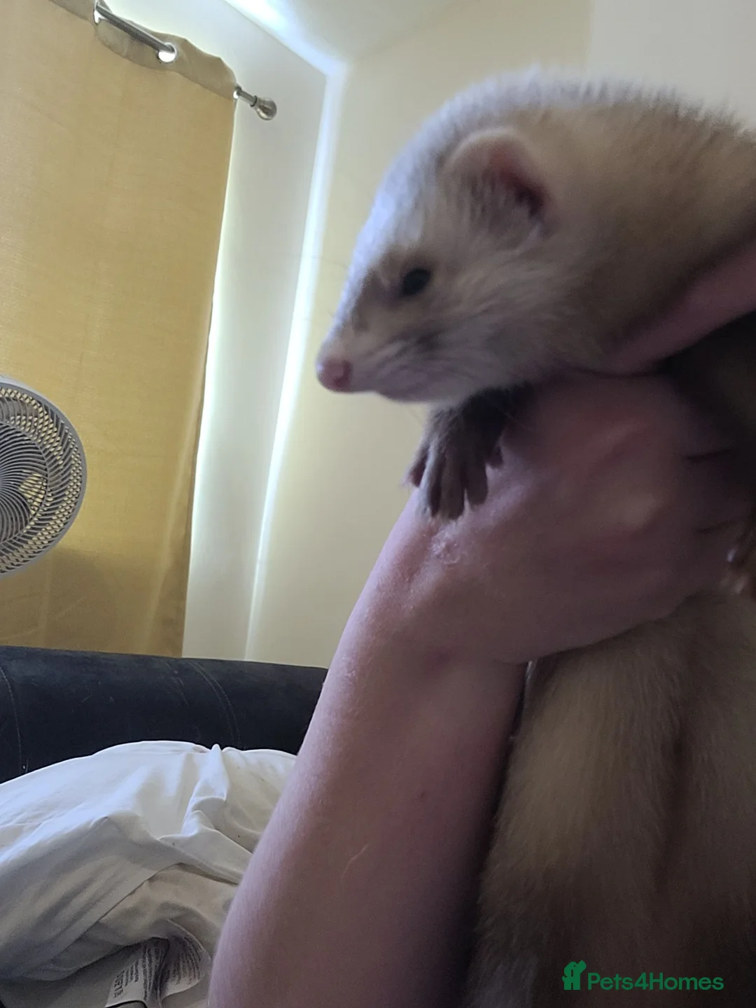 Ferret rodents for sale: Sandy ferrets (must go in pairs) - Advert 2