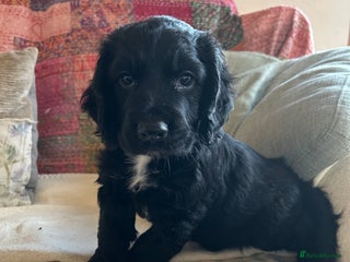 Cocker Spaniel dogs ONE GORGEOUS WORKING COCKER SPANIEL PUP - Advert 1