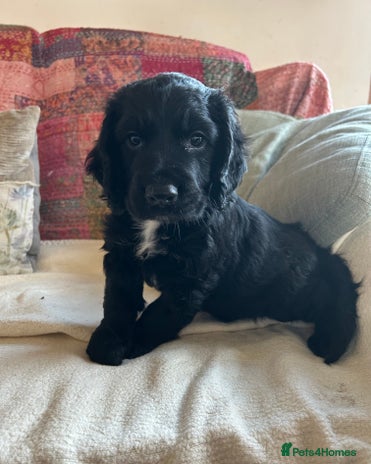 Cocker Spaniel dogs ONE GORGEOUS WORKING COCKER SPANIEL PUP - Advert 1