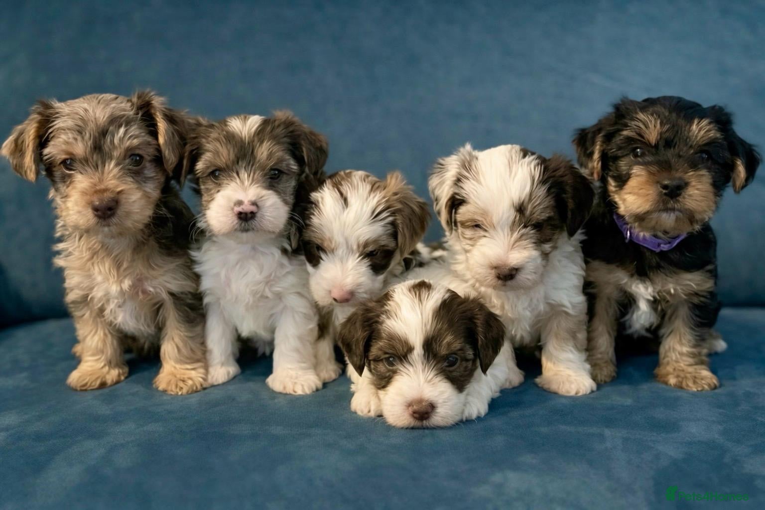 Yorkshire Terrier dogs READY NOW..PEDIGREE YORKSHIRE TERRIER FOR SALE - Advert 1