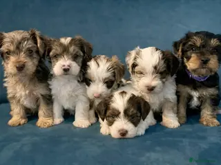 Yorkshire Terrier dogs READY NOW..PEDIGREE YORKSHIRE TERRIER FOR SALE - Advert 1