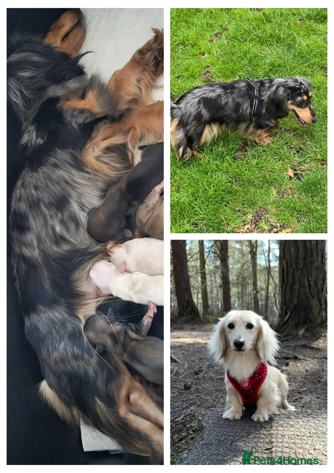 Miniature Dachshund dogs for sale: Mini Longcoat Dachshund Puppies - Advert 8