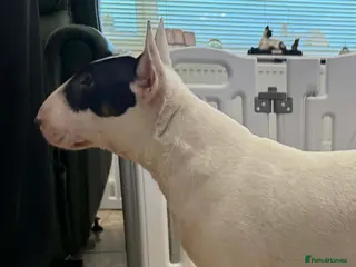 English Bull Terrier dogs KC Registered Puppies - Advert 1