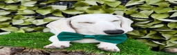 Miniature Dachshund dogs for sale: Pure White GHOST dachshunds - Advert 7