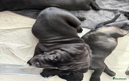 Cane Corso dogs for sale: Cane corso pups - Image 2