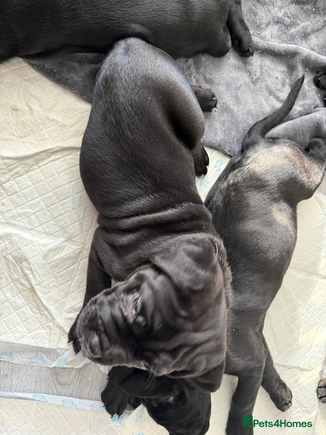 Cane Corso dogs for sale: Cane corso pups - Image 2
