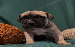 Boerboel dogs for sale: Outstanding Boerboel puppies - Image 8