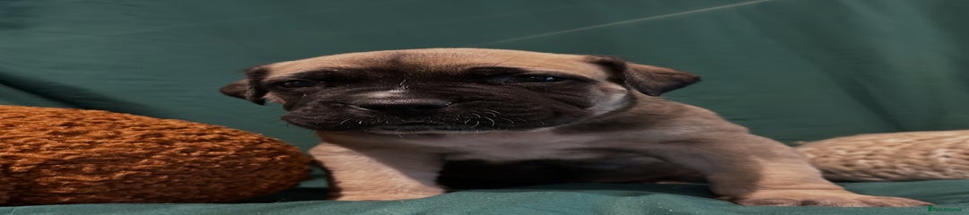 Boerboel Puppy 8