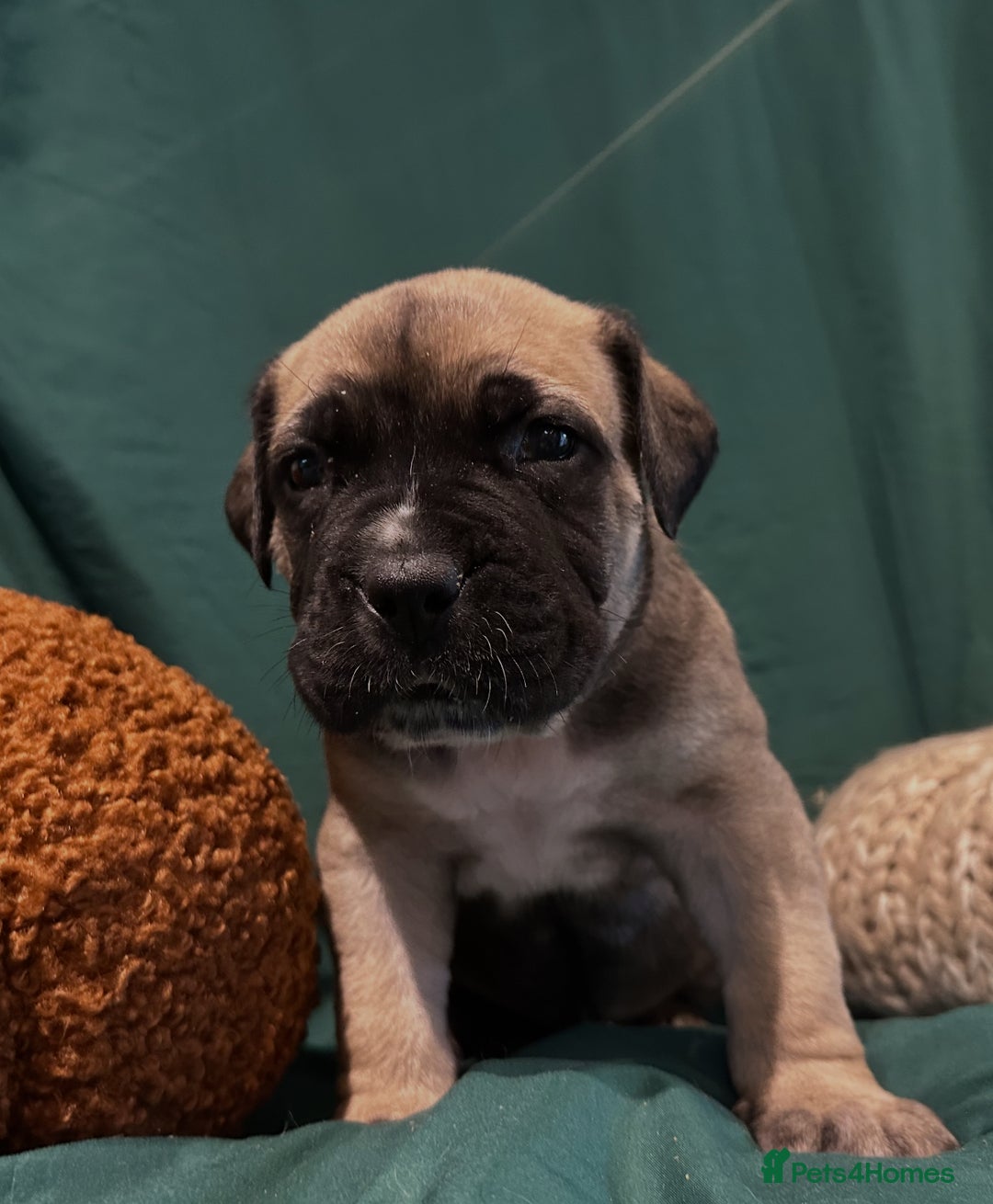 Boerboel dogs for sale: Outstanding Boerboel puppies - Image 8