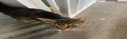 Mixed Breed cats for sale: Kittens - Advert 2