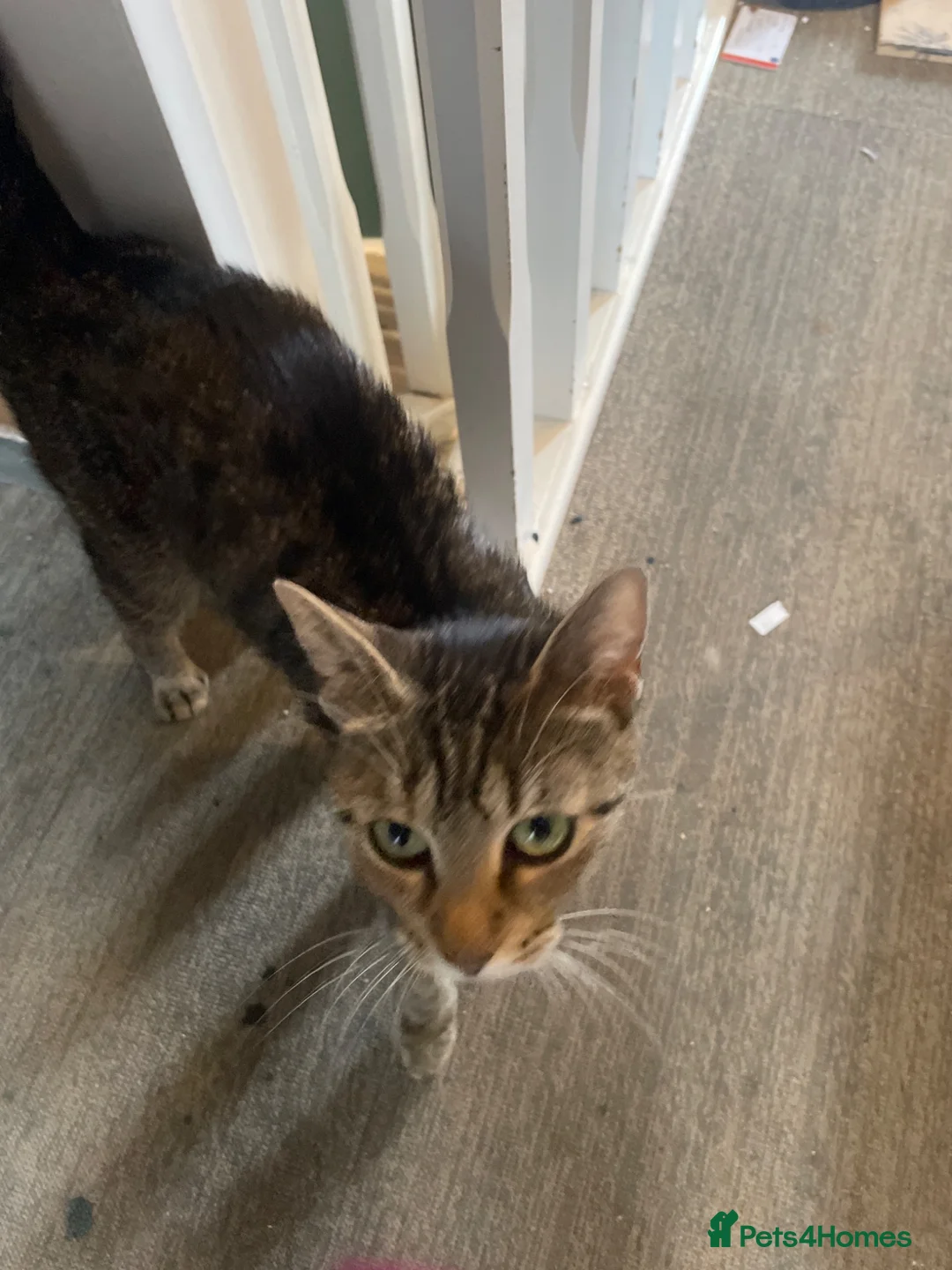 Mixed Breed cats for sale: Kittens - Advert 2
