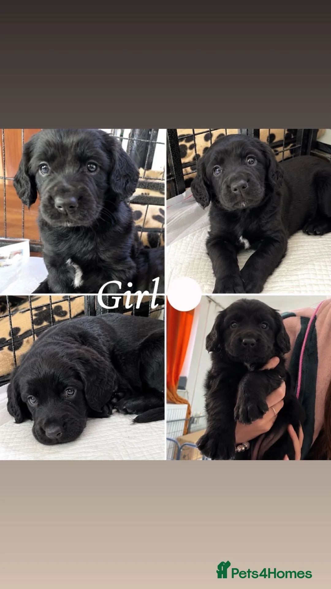 Mixed Breed dogs for sale: 4 sprockerpoo in Llanymynech - Advert 5