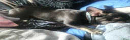 French Bulldog dogs for sale: Beautiful Frenchies Puppy's For Sale  - Advert 6