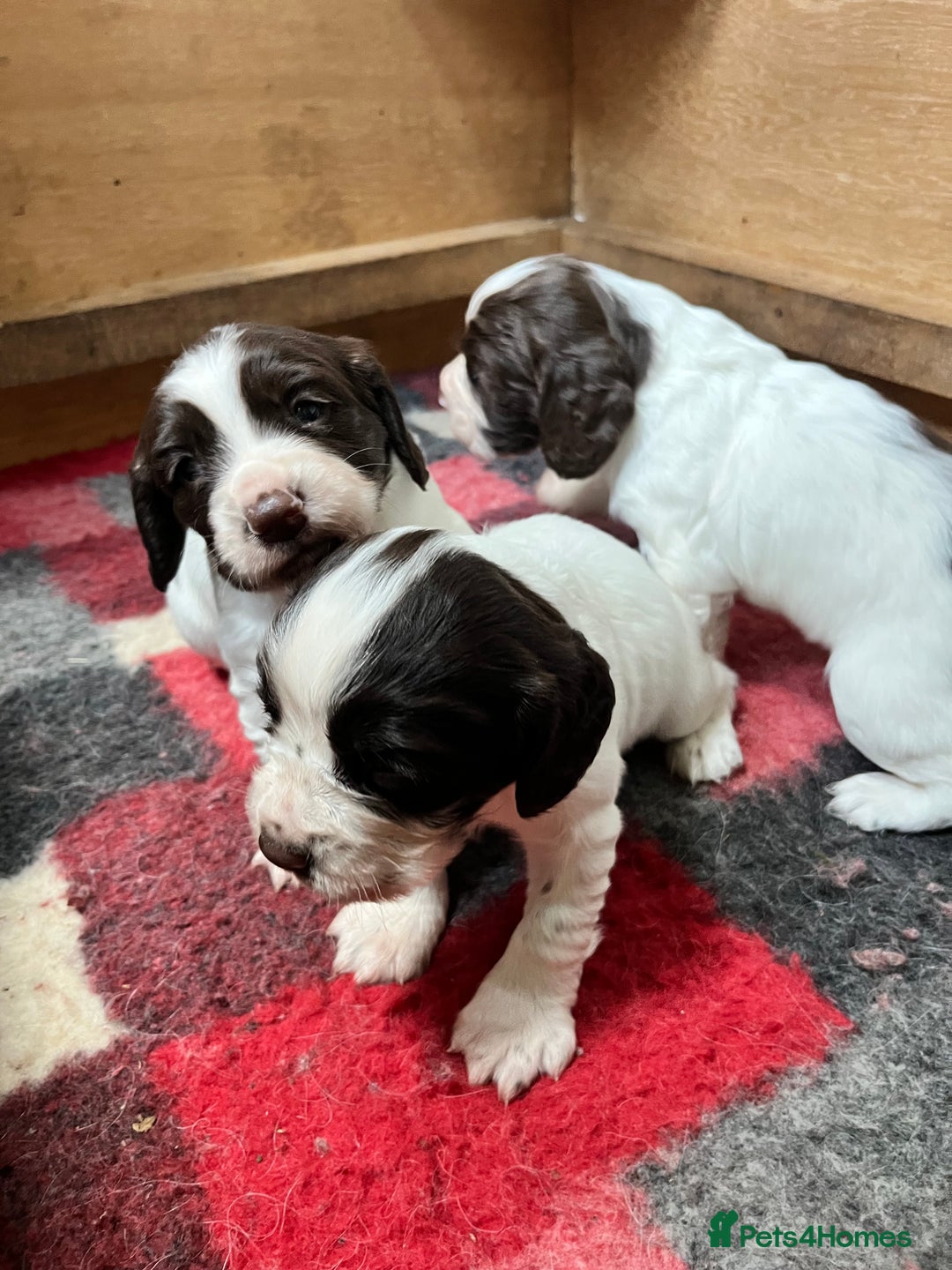 English Springer Spaniel dogs for sale: ENGLISH SPRINGER SPANIELS - Image 6