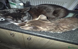 Mixed Breed cats for sale: Looking for there forever Home  - Image 5