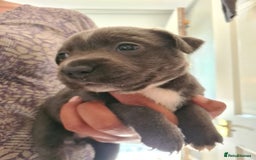 Staffordshire Bull Terrier dogs for sale: Staffy pups beautiful.. Girls avaliable  - Image 6