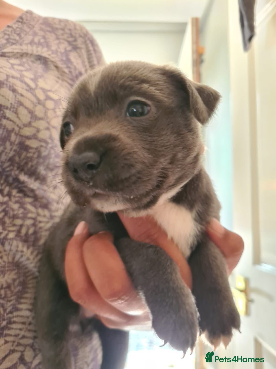 Staffordshire Bull Terrier dogs for sale: Staffy pups beautiful.. Girls avaliable  - Image 6