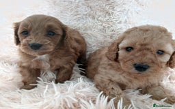 Cockapoo dogs for sale: F1B Cockapoo puppies  - Image 1