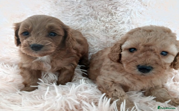 Cockapoo dogs - Advert 8