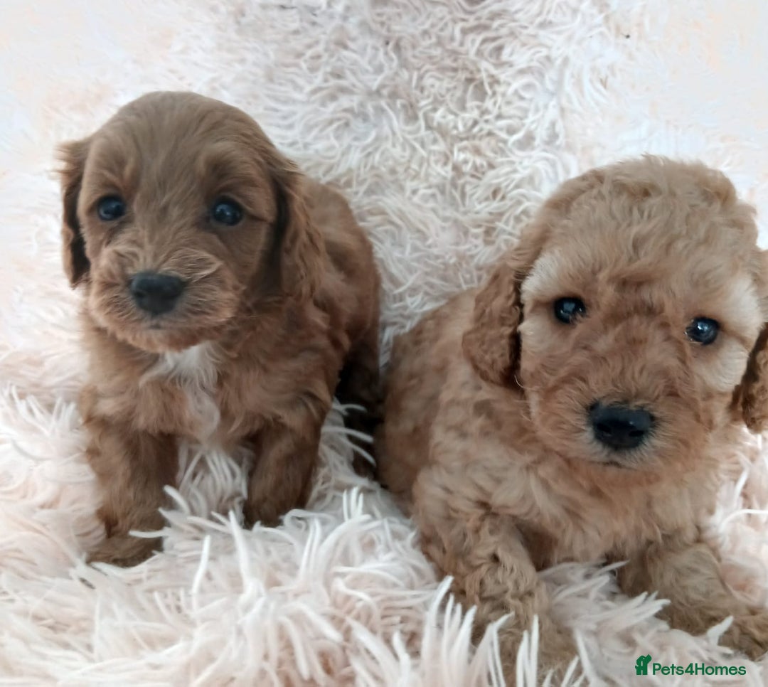 Cockapoo dogs for sale: F1B Cockapoo puppies  - Image 1