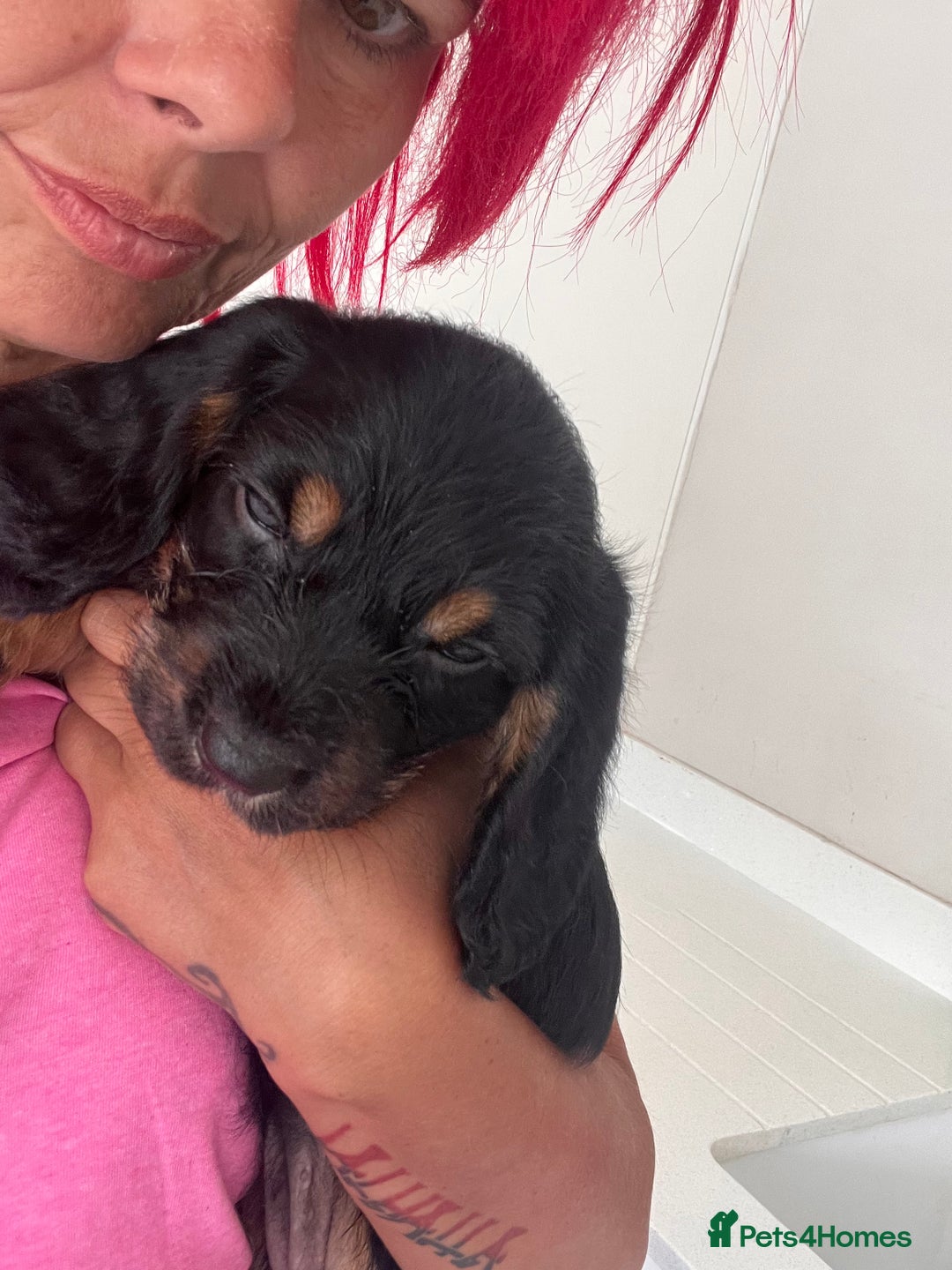 Mixed Breed dogs for sale: Bassett hound x - Image 6