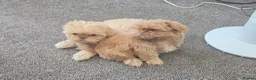 Shih Tzu dogs for sale: Shihtzu pups Beautiful colours & imperial sizes 🐾 - Advert 4