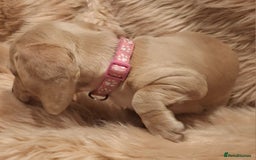 Miniature Dachshund dogs for sale: Gorgeous KC Registered Miniature Dachshund Puppies - Image 8