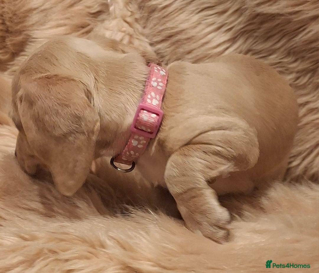 Miniature Dachshund dogs for sale: Gorgeous KC Registered Miniature Dachshund Puppies - Image 8