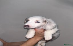 Miniature Dachshund dogs for sale: 4 MINIATURE DACHSHUND PUPPIES 🤍  - Advert 17