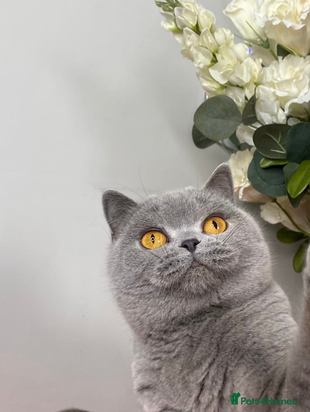 British Shorthair cats for sale: British short hair female  - Advert 4