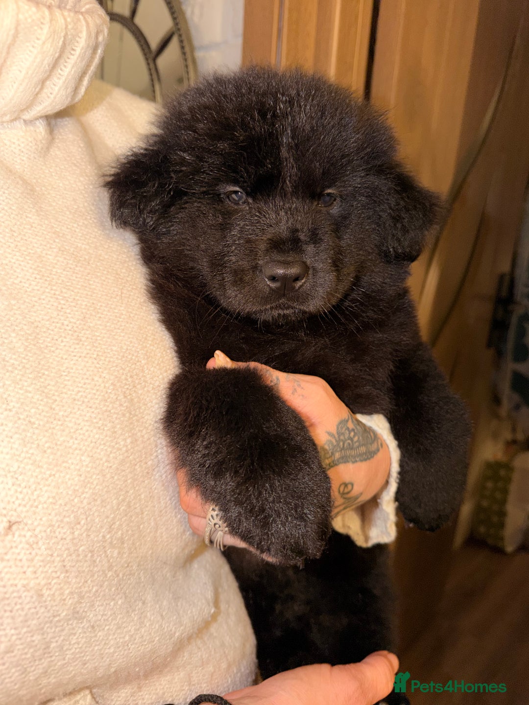 Mixed Breed dogs for sale: 🧸CHOW SHEPHERDS🧸 little bears ready now! - Advert 30
