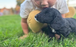 Sproodle dogs for sale: Stunning F1 sproodle  - Image 24
