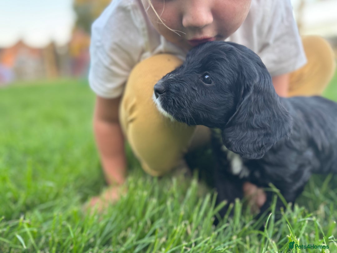 Sproodle dogs for sale: Stunning F1 sproodle  - Image 24