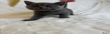 British Shorthair 3