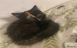 Mixed Breed cats for sale: 2 girls and 1 boy mixed breed kittend - Image 4
