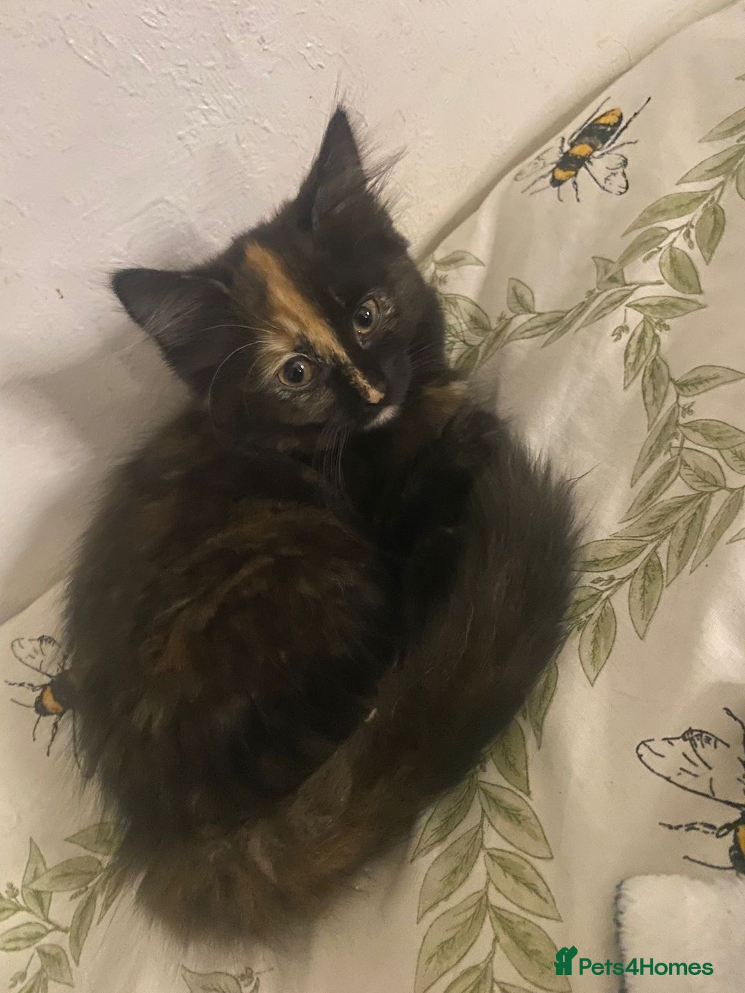 Mixed Breed cats for sale: 2 girls and 1 boy mixed breed kittend - Image 4