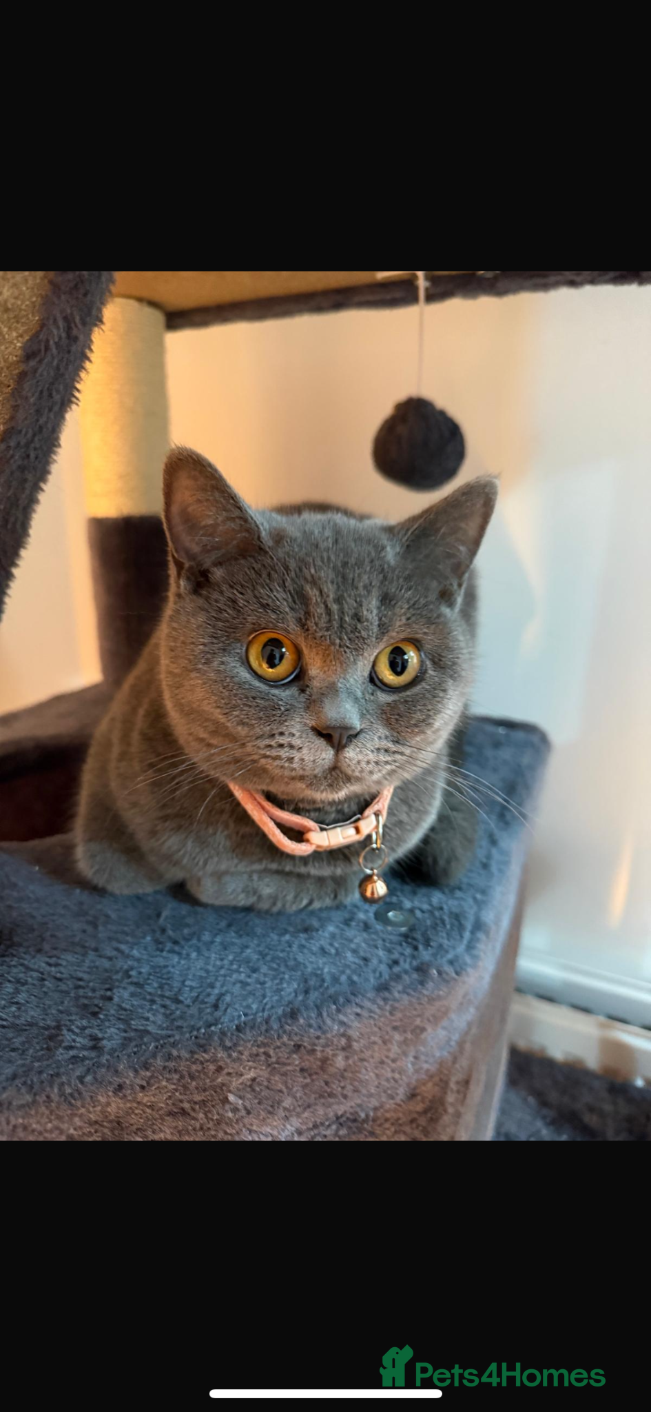 British Shorthair cats for sale: pedigree kittens  in London - Advert 4