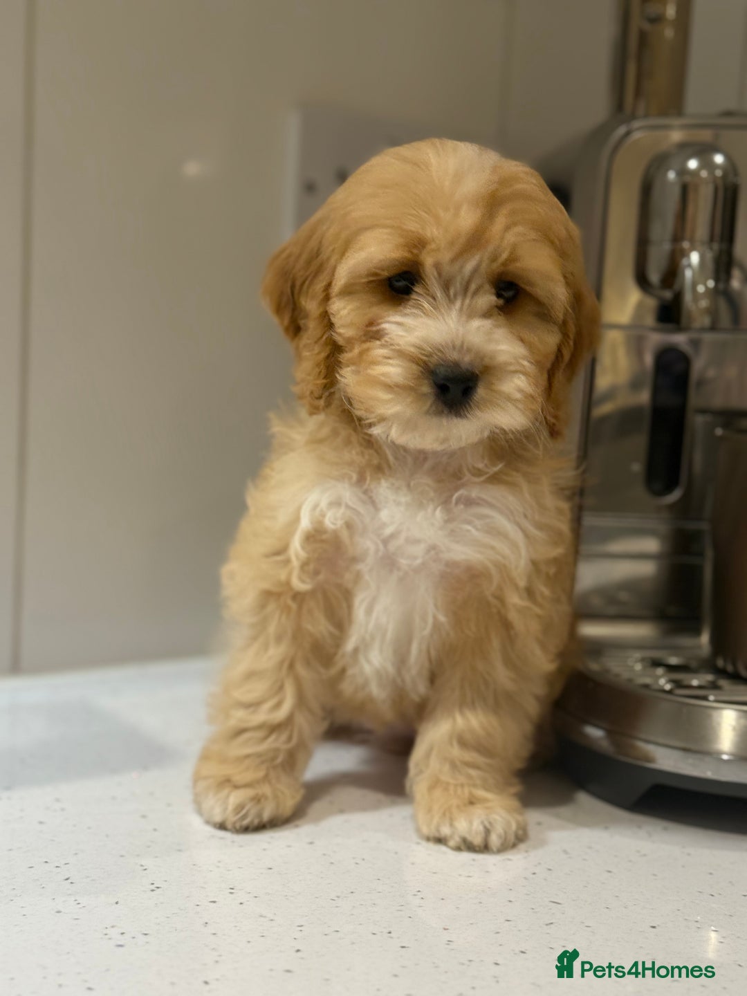 Cavapoo dogs for sale: F1 CAVAPOOS BOYS AND GIRLS - Advert 3