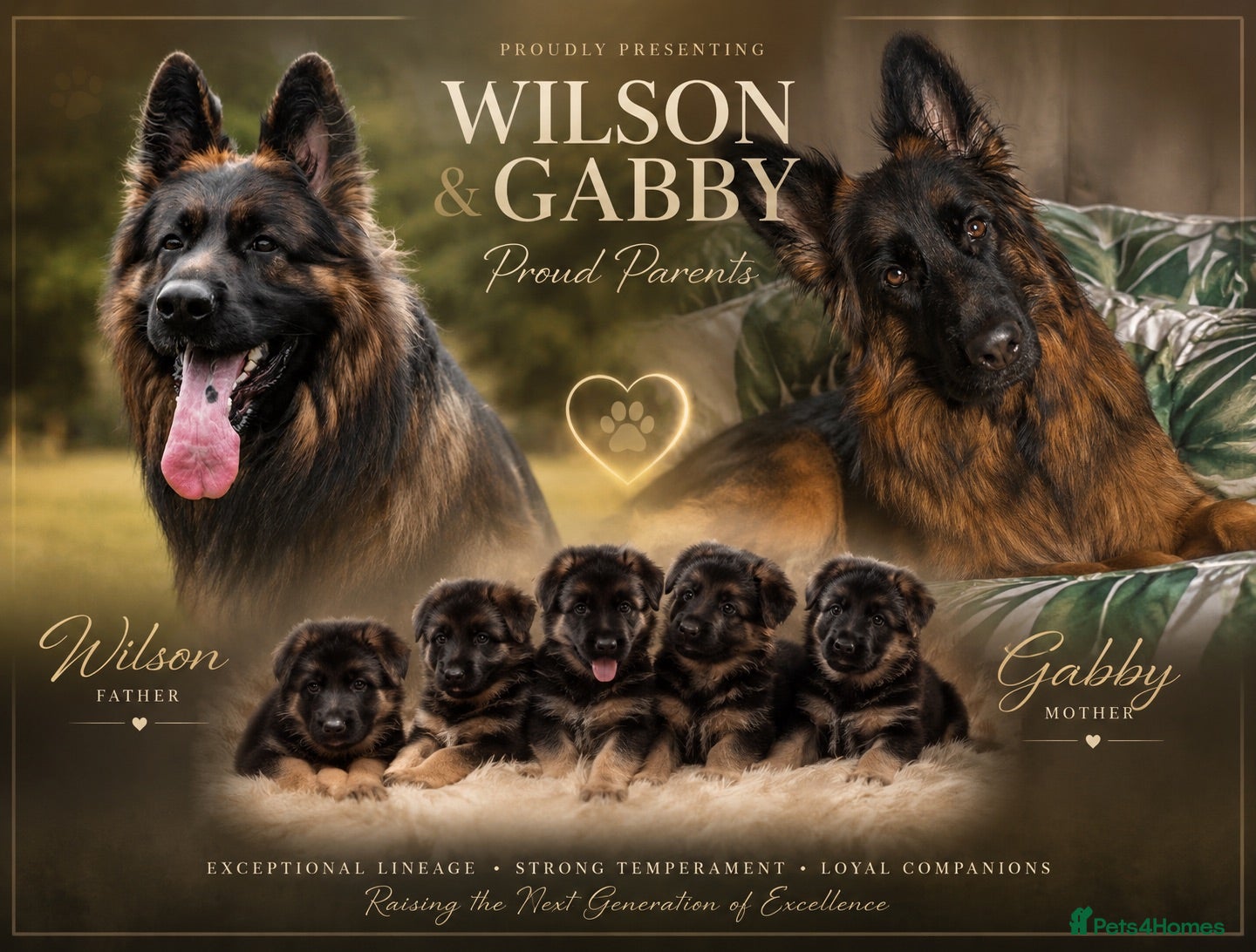 German Shepherd dogs KC Registered German Shepherd Puppies - Advert 11