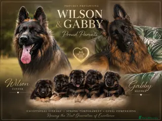 German Shepherd dogs KC Registered German Shepherd Puppies - Advert 4