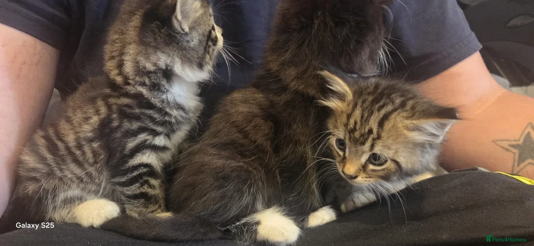 Mixed Breed cats for sale: 5 kittens looking for forever homes  - Advert 1