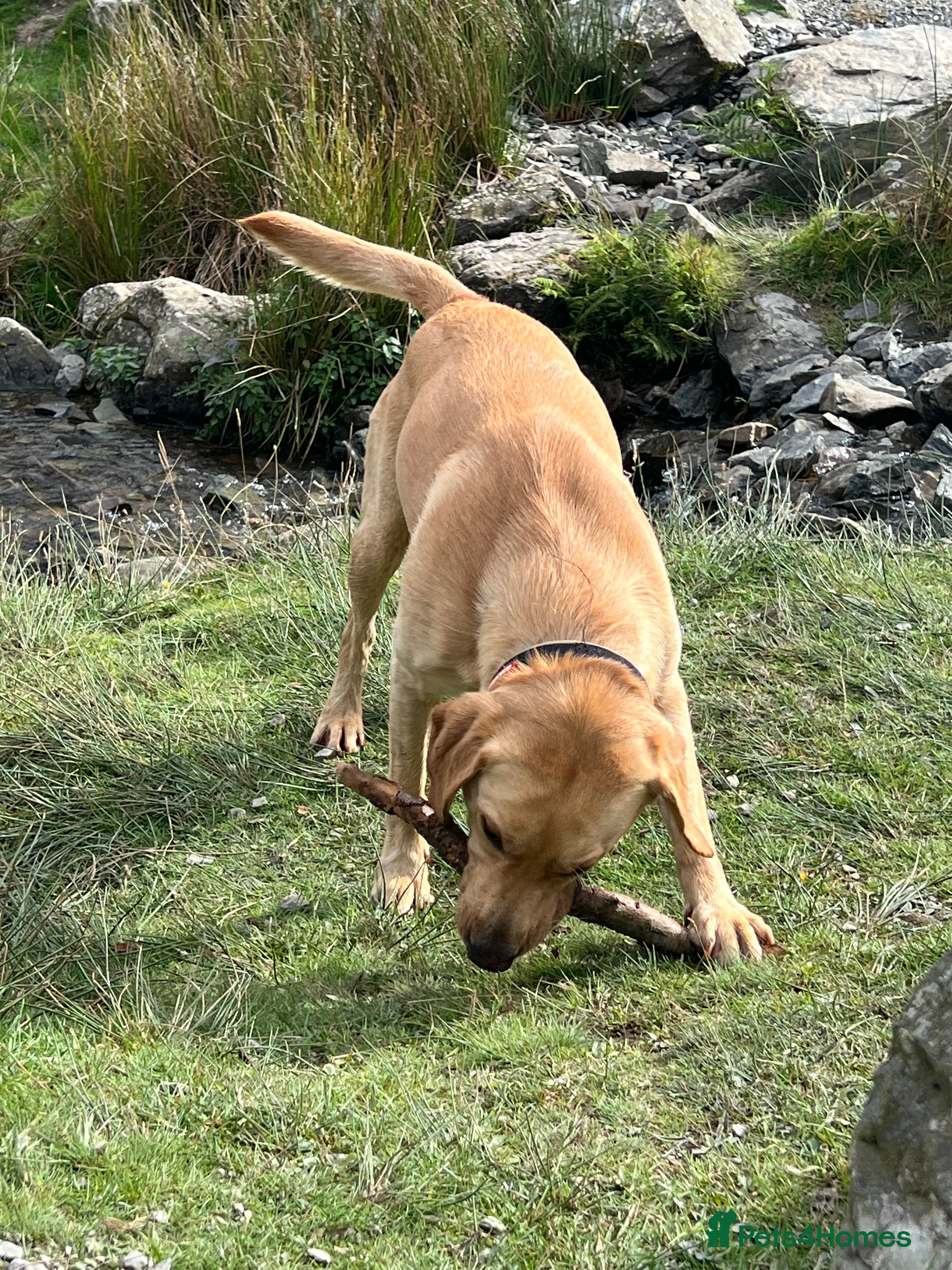 Labrador Retriever dogs Nacho - ready to mate - KC registered Stud - Advert 9