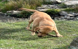 Labrador Retriever dogs for stud: Nacho  - Image 9