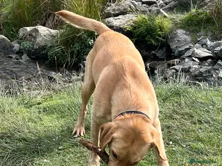 Labrador Retriever dogs Nacho - ready to mate - KC registered Stud - Advert 9