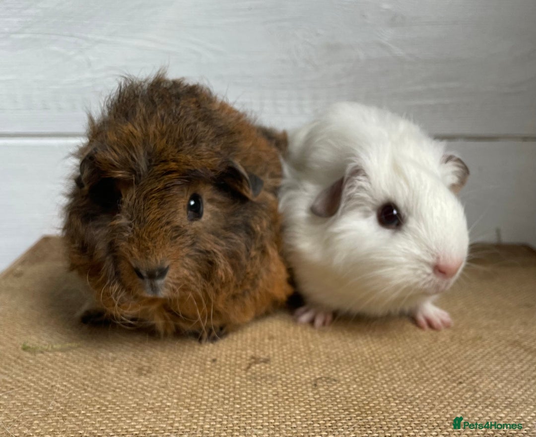 Guinea Pig rodents for sale: Gorgeous baby boys - Image 2