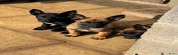 Belgian Shepherd Dog dogs for sale: "READY TO LEAVE" - Advert 8