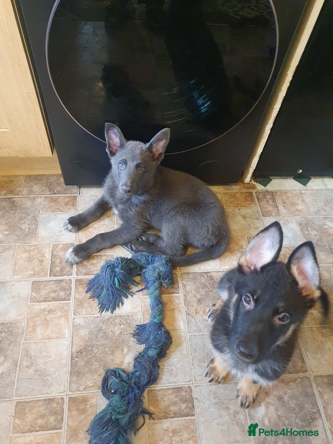 German Shepherd dogs for sale: 10 German Shepherd puppies for sale - Image 10
